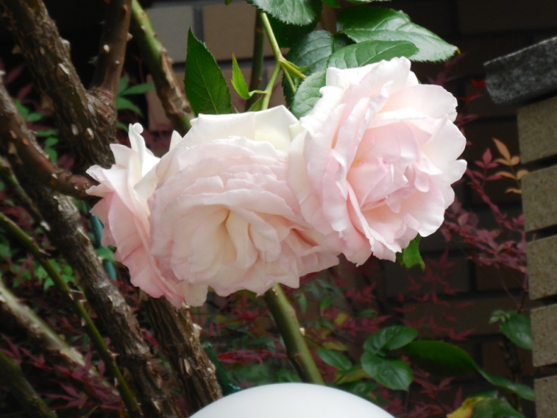 ピンク色の３連のバラ