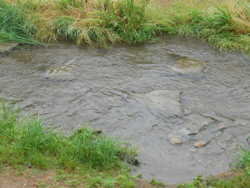 野川も増水し、私が水位を測定している岩の二つが水没しそうです