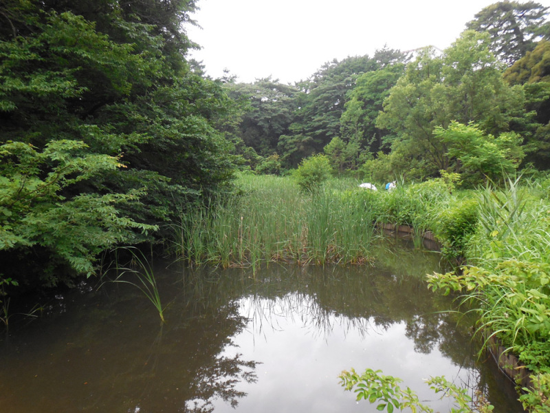 さすがに自然教育園の中は湧水による池や沼、湿地帯があり武蔵野の原風景が残っています