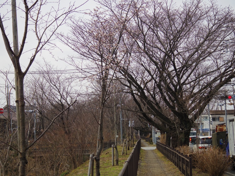 新小金井橋バス停留所付近（右が五日市街道、左が玉川上水）